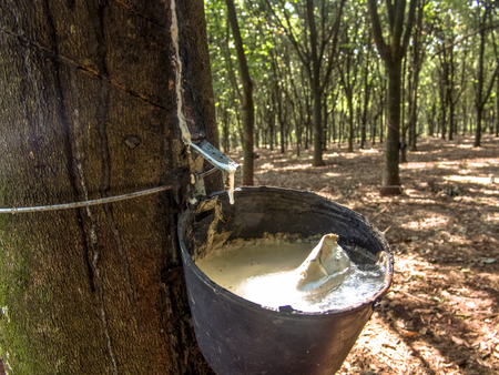 Milky latex extracted from rubber tree (Hevea Brasiliensis) as a source of natural rubber, em Ibiuna, Sao Paulo, Brazilの写真素材