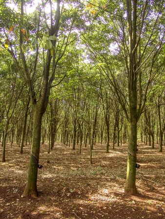 Milky latex extracted from rubber tree (Hevea Brasiliensis) as a source of natural rubber, em Ibiuna, Sao Paulo, Brazilのeditorial素材