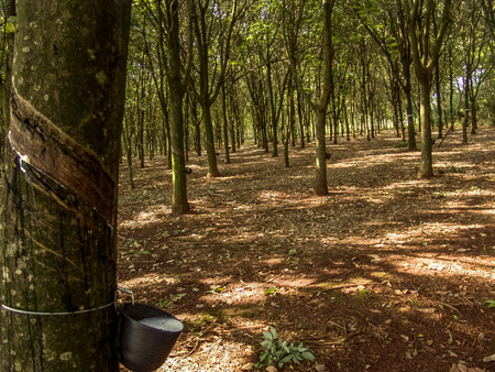 Milky latex extracted from rubber tree (Hevea Brasiliensis) as a source of natural rubber, em Ibiuna, Sao Paulo, Brazilのeditorial素材