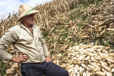 IomerÃª, Santa Catarina, Brazil, April 15, 2009. Family farmer harvests corn in a small farm in IomerÃÂª, Santa Catarina state, south region of Brazil.のeditorial素材