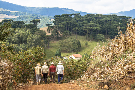 Iomerê, Santa Catarina, Brazil, April 15, 2009. Family farmer harvests corn in a small farm in IomerÃª, Santa Catarina state, south region of Brazil.のeditorial素材
