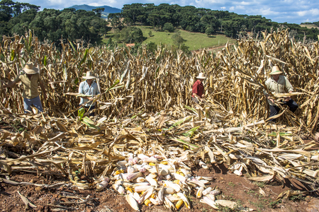 Iomerê, Santa Catarina, Brazil, April 15, 2009. Family farmer harvests corn in a small farm in IomerÃª, Santa Catarina state, south region of Brazil.のeditorial素材