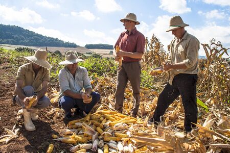 IomerÃª, Santa Catarina, Brazil, April 15, 2009. Family farmer harvests corn in a small farm in IomerÃÂª, Santa Catarina state, south region of Brazil.のeditorial素材