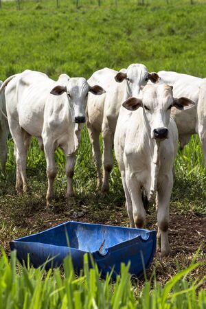 Herd of Nelore cattle grazing in a pastureの写真素材