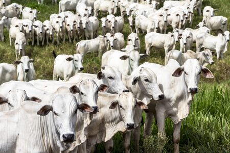 Herd of Nelore cattle grazing in a pastureの写真素材