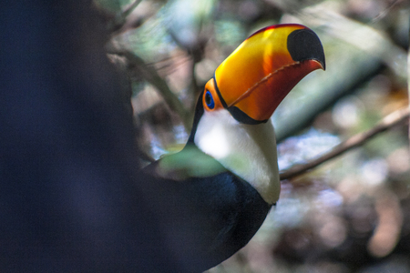 Tucano-Toco (Ramphastos toco) in Foz do Iguassu, Brazil