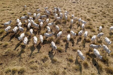 aerial view of herd nelore cattel on dry pasture in Brazilの写真素材