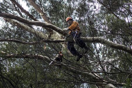 Sao Paulo, SP, Brazil, Octover 11, 2017. Municipality workers take the pruning of tree removal in...