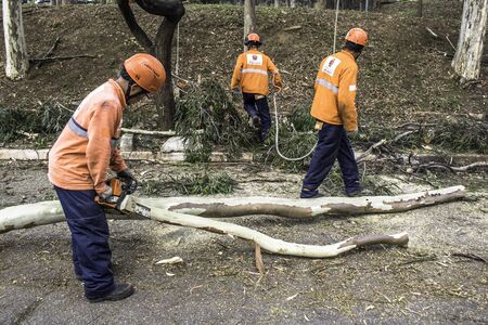 Sao Paulo, SP, Brazil, Octover 11, 2017. Municipality workers take the pruning of tree removal in Manuel Vaz de Toledo Square, in the Vila Mariana neighborhood, south of Sao Pauloのeditorial素材