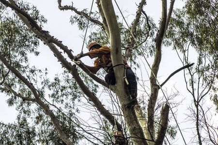 Sao Paulo, SP, Brazil, Octover 11, 2017. Municipality workers take the pruning of tree removal in Manuel Vaz de Toledo Square, in the Vila Mariana neighborhood, south of Sao Pauloのeditorial素材