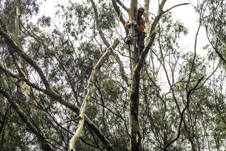 Sao Paulo, SP, Brazil, Octover 11, 2017. Municipality workers take the pruning of tree removal in Manuel Vaz de Toledo Square, in the Vila Mariana neighborhood, south of Sao Pauloのeditorial素材