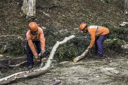 Sao Paulo, SP, Brazil, Octover 11, 2017. Municipality workers take the pruning of tree removal in...