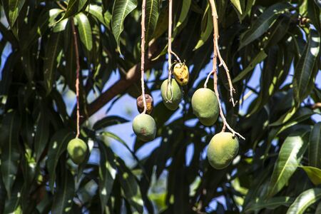 Green Mango Fruits are Ripening in Brazilの写真素材