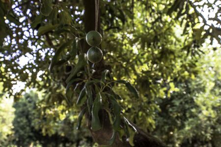 Macadamia nuts on the evergreen tree, macadamia plantation in Brazilの写真素材