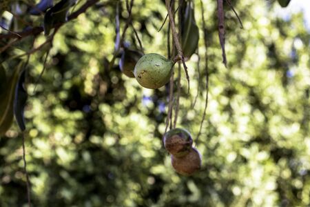 Macadamia nuts on the evergreen tree, macadamia plantation in Brazilの写真素材