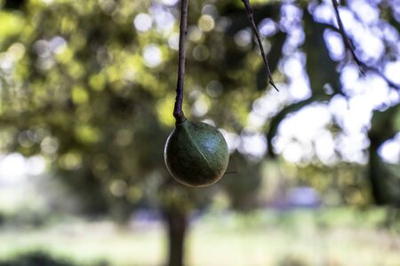 Macadamia nuts on the evergreen tree, macadamia plantation in Brazilの写真素材