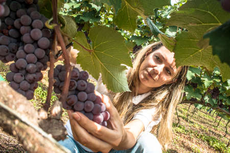 SÃ£o Paulo, Brazil, December 14, 2011. Woman harvests grapes in a vineyard in Jarinuのeditorial素材