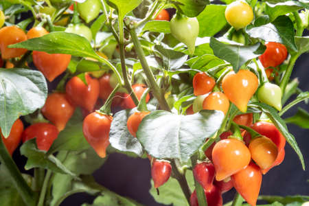 Fruit of Biquinho Pepper on tree. This is a typical pepper from Brazilの写真素材