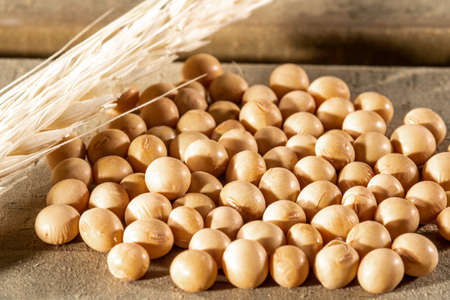 Brazilian soybean and wheat seeds with selective focus on wooden backgroundの写真素材