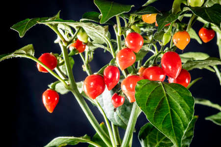 Fruit of Biquinho Pepper on tree. This is a typical pepper from Brazilの写真素材