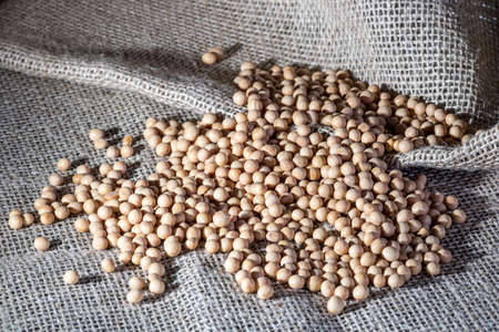 Brazilian soybean seeds on jute background with selective focus in Brazilの写真素材