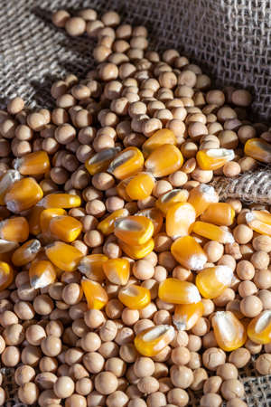 soybean and corn seeds on jute background in Brazilの写真素材