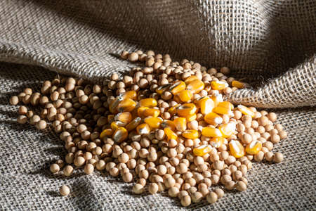 soybean and corn seeds on jute background in Brazilの写真素材