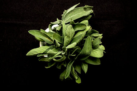 Fresh Sage (Salvia officinalis) on black background. The herbs for cooking and medicinal use