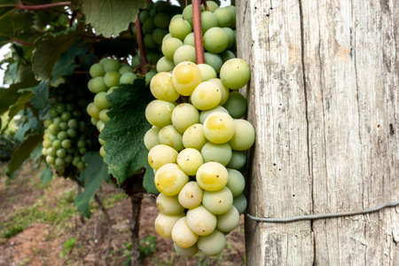 White grapes ripening on grape plant in summer time in Brazil