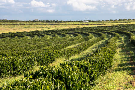 view of green coffee field in Brazil