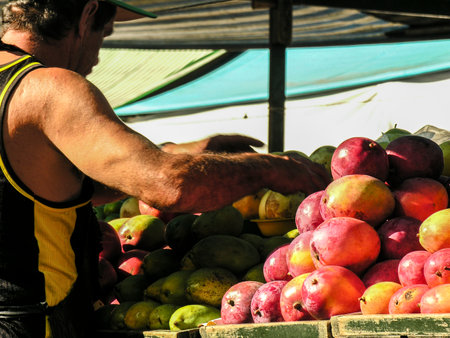 Mangoes are sold at the stall of a street fair in the city of Sao Paulo, Brazilのeditorial素材