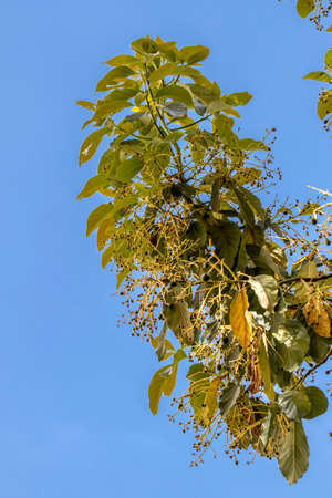budding avocado tree, baby fruit on tree, fruit set avocado tree, green leaves, green fruit, close...