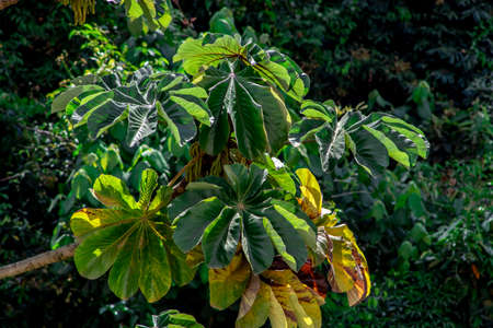 Embauba tree on Atlantic Rainforest in Brazil