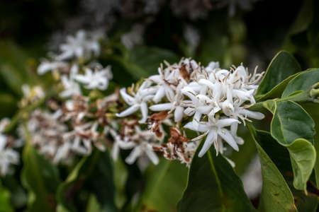 Coffee tree blossom with white color flowers in riny day, with selective focus, in Brazilの写真素材