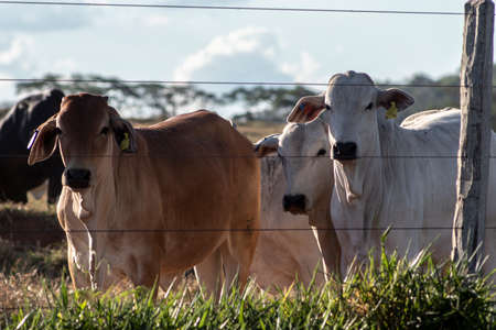 Nellore cattle on pasture in Brazilの写真素材