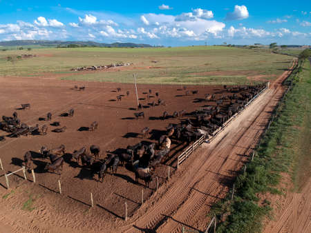 Aerial view of angus cattle on confinement in Brazil