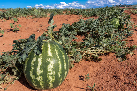 Watermelon growing in the field in Brazilの写真素材