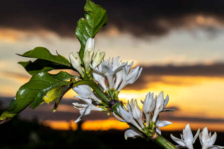 Coffee tree blossom with white color flowers with selective focus in Sao Paulo state, Brazilの写真素材