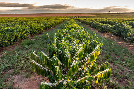 Coffee tree blossom with white color flowers with selective focus in Sao Paulo state, Brazilの写真素材