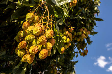 Unripe green lychee hanging from a lychee tree. Fresh green lychee fruits grow on tree in Brazil