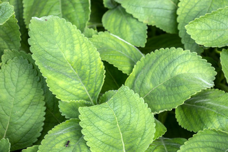 Selective focus of Boldo: Green plant named Boldo da Terra in Brazil. Plant used to make tea and...