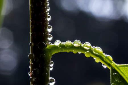 Drop of dew after the rain in avocado tree branch and leaf, with selective focus, in Brazilの写真素材