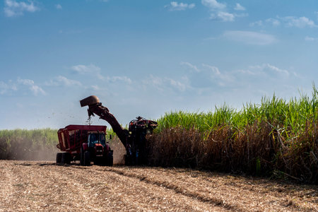 Mechanized harvesting of sugar cane on the farm of a fuel ethanol industry in the state of Sao Paulo, Brazilの写真素材