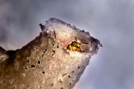 Jatai stingless bee or angelita bee (Tetragonisca angustula) at the wax entrance to their hive in...