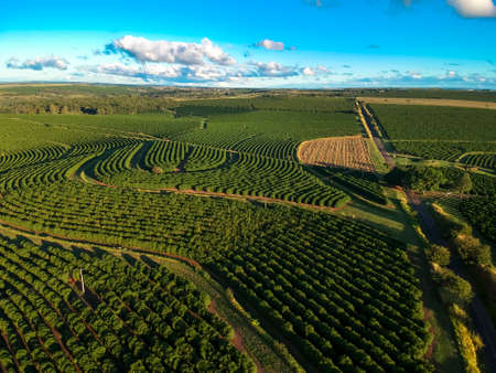 aerial view of green coffee field in Brazil