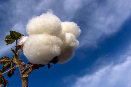 Field of Cotton Ready for Harvesting in Brazil