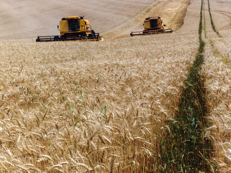 Combine harvester on a wheat field in Brazilの写真素材