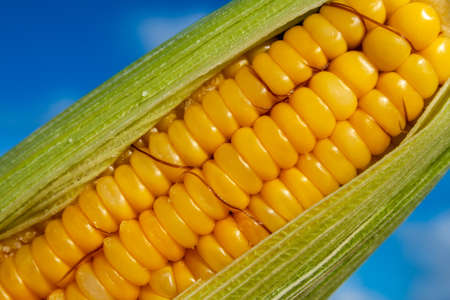 green corn cob with blue sky in Brazil