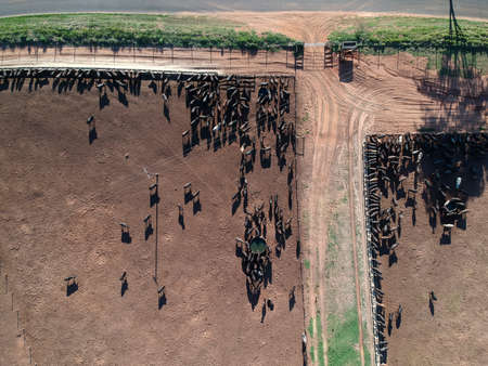 Aerial view of angus cattle on confinement in Brazilの写真素材