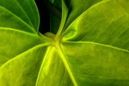 close-up of green leaf of Anthurium plan in Brazilの写真素材